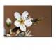 Tablou floare cires