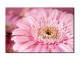 Tablou Floare roz 01