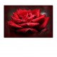 Tablou trandafir rosu 15
