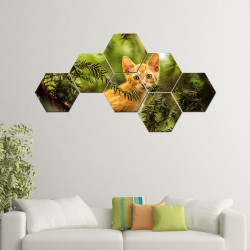 Set tablouri hexagnale pisica