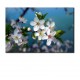 Tablou flori de cires 03